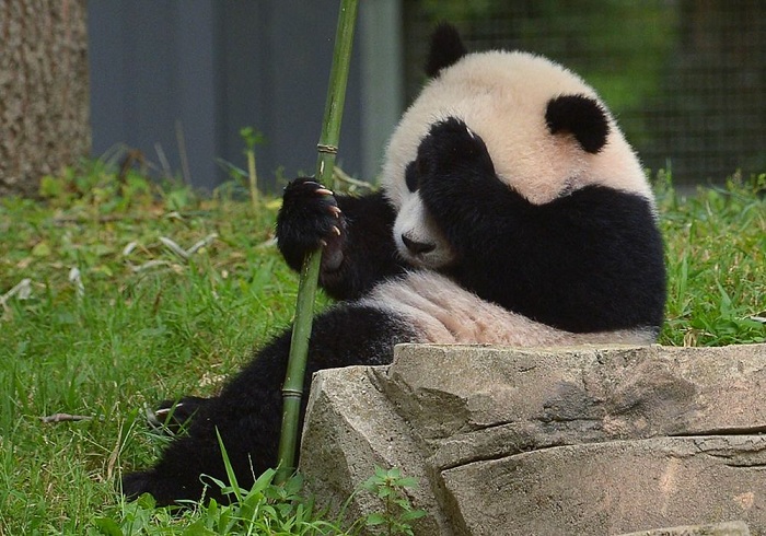 U.S.-born panda cub Bao Bao bound for one-way flight to China - VIDEO